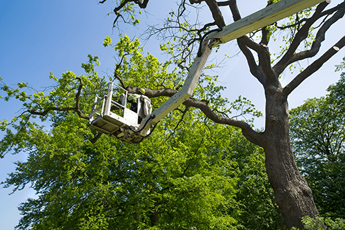 Featured image for “Why Hire An Arborist?  Part 1”