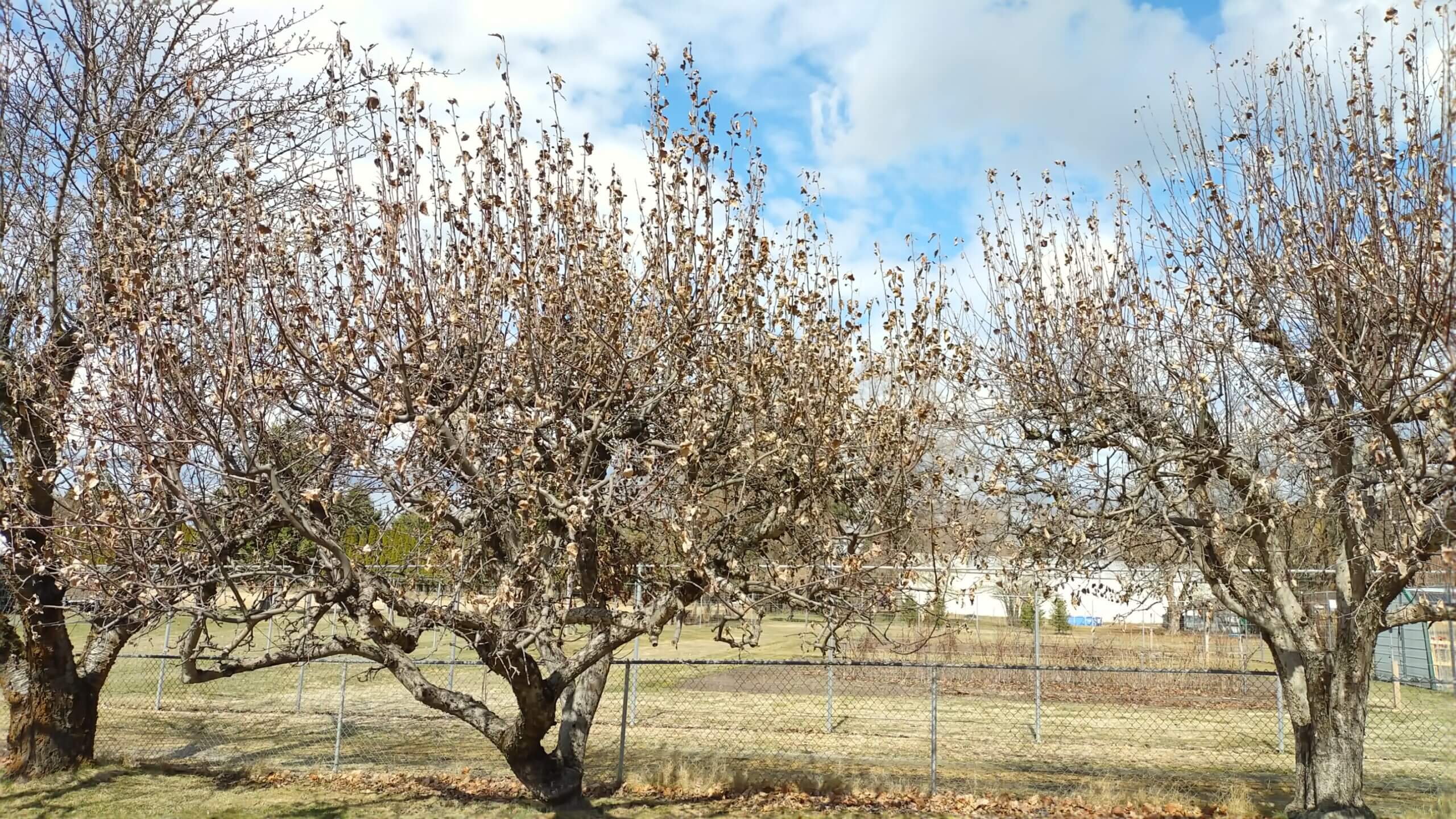 Featured image for “Pruning and Planting Fruit Trees – Pt I”